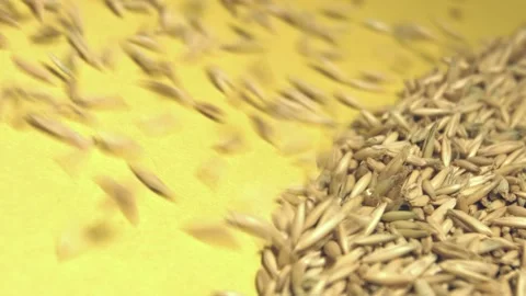 Oats in shell on yellow ecological background. Видео 104049706