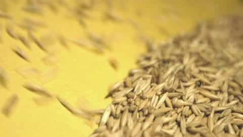 Oats in shell on yellow ecological background. Stock Footage 121975524