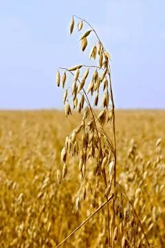 Oats stems on field Stock Photos