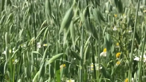 Oats sway in the wind. Stock Footage 187464777