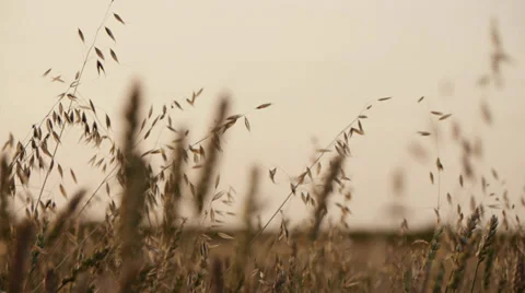 Oats &amp; truck Stock Footage 27488566