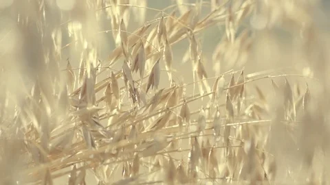 Oats1 Stock Footage 82452716