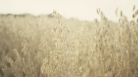 Oats2 Stock Footage 82452916