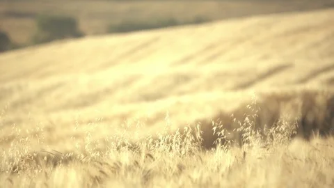 Oats4 Stock Footage 82452871