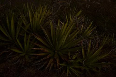 Oaxaca flora  Stock Photos