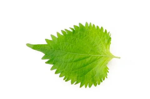 Oba leaf Stock Photos