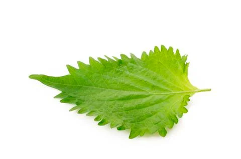 Oba leaf on white background Stock-Fotos
