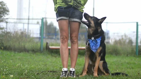 Obedience class Stock Footage 66758694