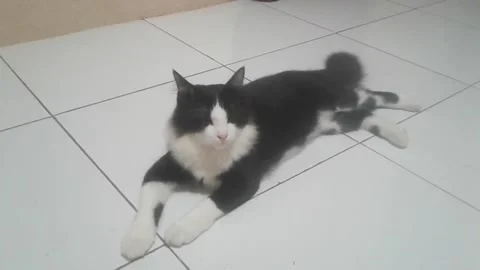 The obedience of a house guard cat Stock Footage 233300516