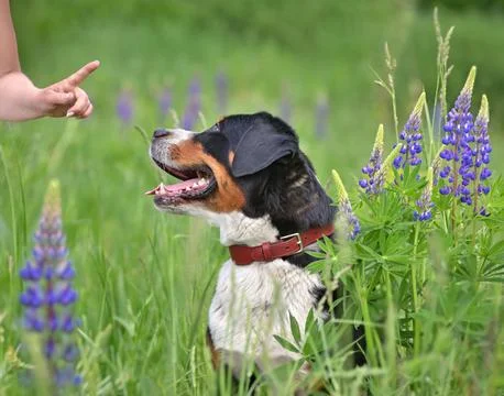 Obedience practice and pet interaction Stock Photos