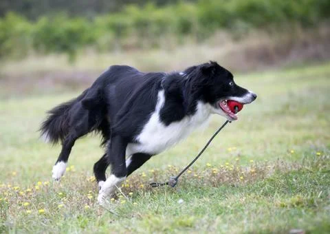 Obedience training for border collie Stock Photos