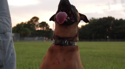 Obedience training dog playing park Video stock 41120980