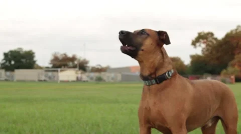Obedience training dog playing park Video stock 41121160