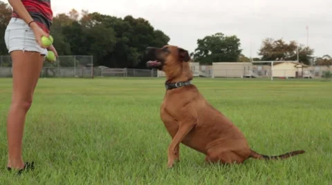 Obedience training dog playing park Video stock 41121547