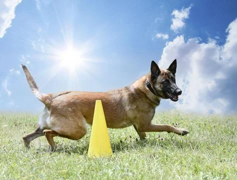 Obedience training with a malinois Stock Photos
