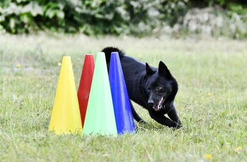 Obedience training with a Schipperke Stock Photos
