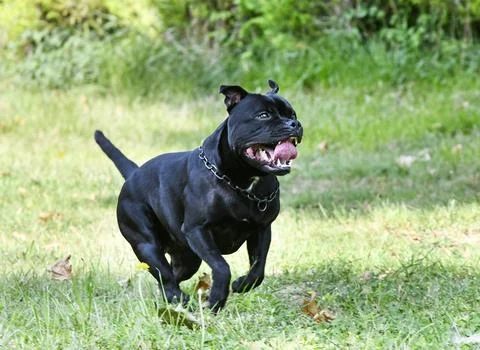 Obedience training with a staffie Stock Photos