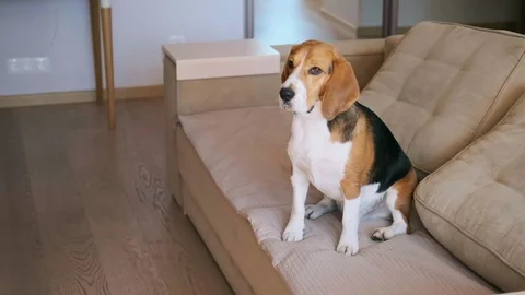 Obedient beagle do wait command, receive piece, slow motion shot. Training Stock Footage 105844716