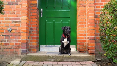 Obedient black labrador waiting in front of the door, Berlin, Germany. Stock Footage 118164088