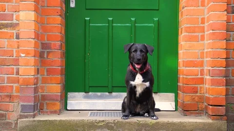 Obedient black labrador waiting in front of the door, Berlin, Germany. Stock Footage 118164828