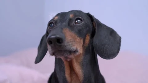 Obedient dachshund is watching something carefully, close up. Dog waits Video stock 143662016