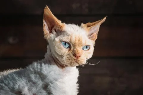 Obedient Devon Rex Cat With Bright White Orange Fur Color. Amazing Devon Rex Stock-Fotos