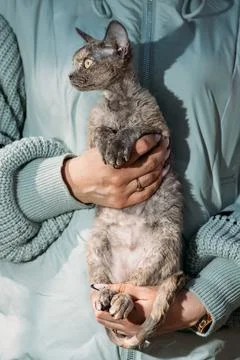Obedient Devon Rex Cat With Brown Grey Fur Color Sit On Hands. Curious Playfu Stock-Fotos
