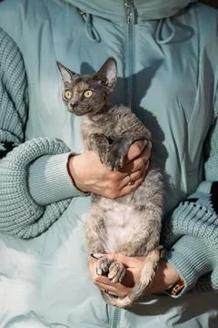 Obedient Devon Rex Cat With Brown Grey Fur Color Sit On Hands. Curious Playfu Stock-Fotos