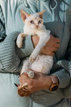 Obedient Devon Rex Cat With White Grey Fur Color Sit On Hands. Curious Playfu Stock-Fotos