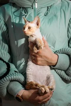 Obedient Devon Rex Cat With White Orange Fur Color Sit On Hands. Curious Stock-Fotos