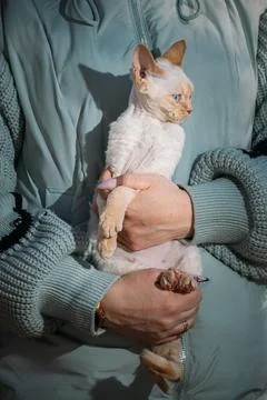 Obedient Devon Rex Cat With White Orange Fur Color Sit On Hands. Curious Stock-Fotos