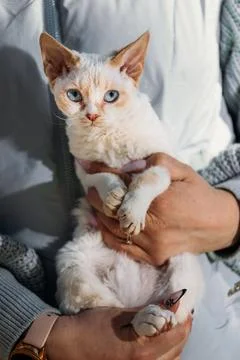 Obedient Devon Rex Cat With White Grey Fur Color Sit On Hands. Curious Playfu Stockfoto's