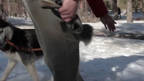Obedient dog bring stick back to owner. Shot of active rest in forest Stock Footage 76556417