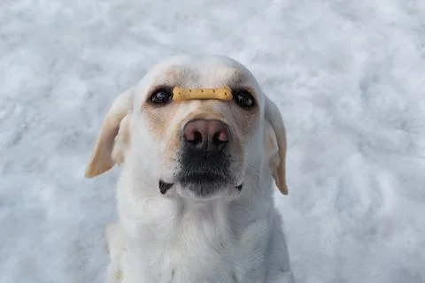 Obedient dog with delicious cookie on nose Stock Photos