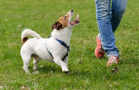Obedient dog doing walking exercise with owner Fotos de archivo