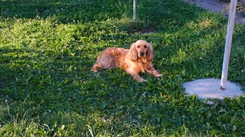 Obedient dog lying in the garden. cocker spaniel on green grass at summer Stock Footage 201297182