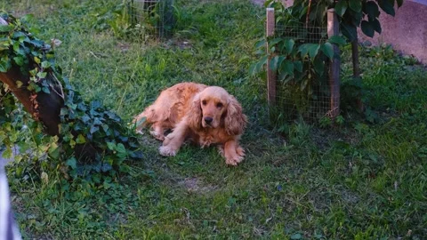Obedient dog lying in the garden. cocker spaniel on green grass at summer Stock Footage 201297222