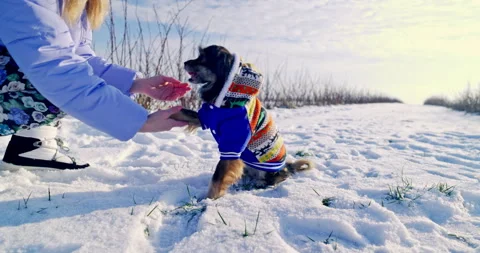 The obedient dog performs tricks at the command of its owner. Stock Footage 253438621