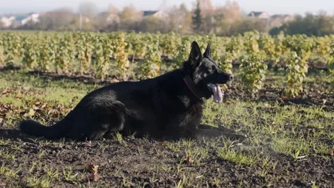Obedient dog rests in vineyard while trainer watches during sheepdog training Video stock 320453443