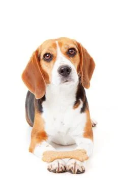 Obedient dog training Stock Photos