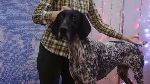 Obedient German Shorthaired Pointer standing on table at dog show, trained pet Stock Footage 83653644