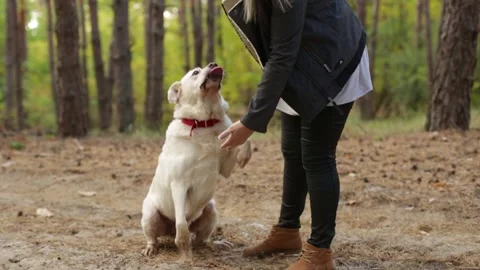 Obedient labrador retriever giving two paws to woman owner outdoors Stock Footage 162226432