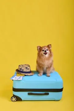 Obedient pet dog with smart muzzle sticks out tongue waiting sitting on suitcase Stock Photos