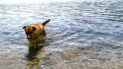 Obedient red dog comes out of sea to shore and shakes the water off his fur. Stock Footage 309735741