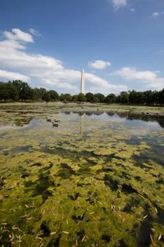Obelisk from a pool Stock Photos