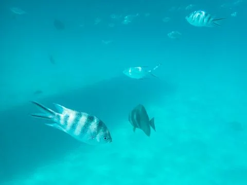 Obeserving Some Fish While Snorkeling Foto stock