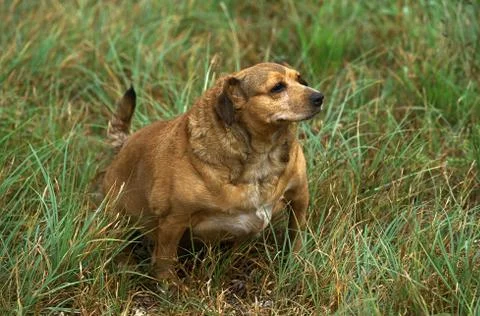 OBESITE CHEZ LE CHIEN Foto stock