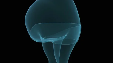 Obesity process shown on x-ray video abl... | Stock Video | Pond5