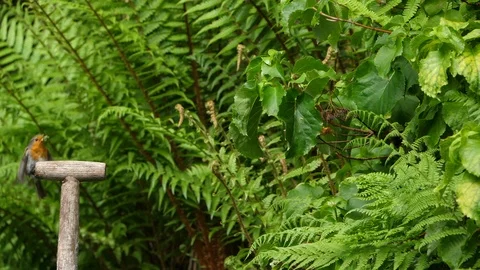 Obin erithacus rubecula flies to perch on fork handle Stock Footage 87046376