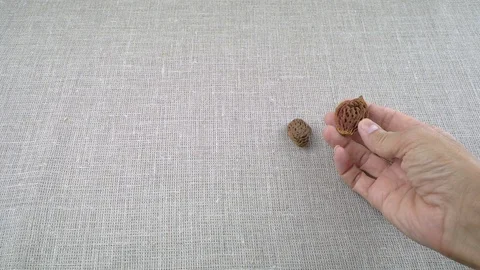 Object of creative carving of fruit pits, miniature sculpture Stock Footage 112197179